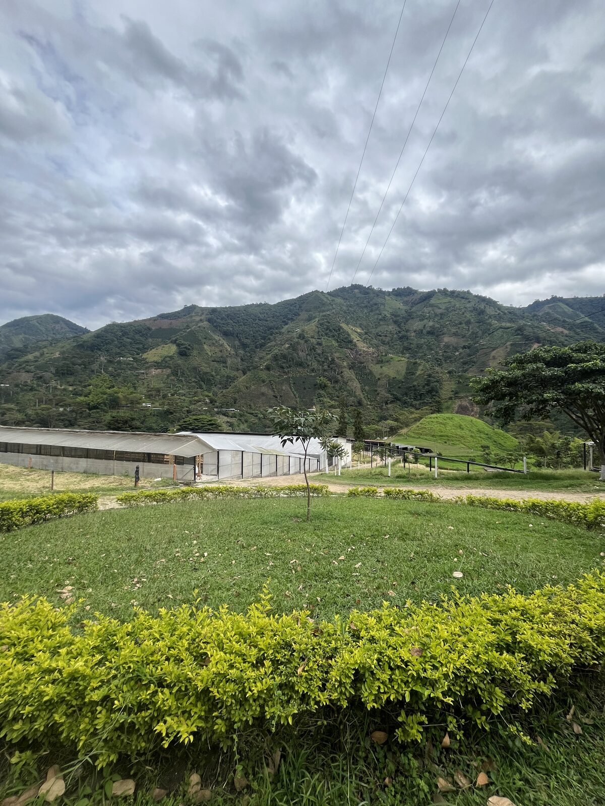 Black Condor Farm, La Roma Estate, Tolima, Colombia (2025)
