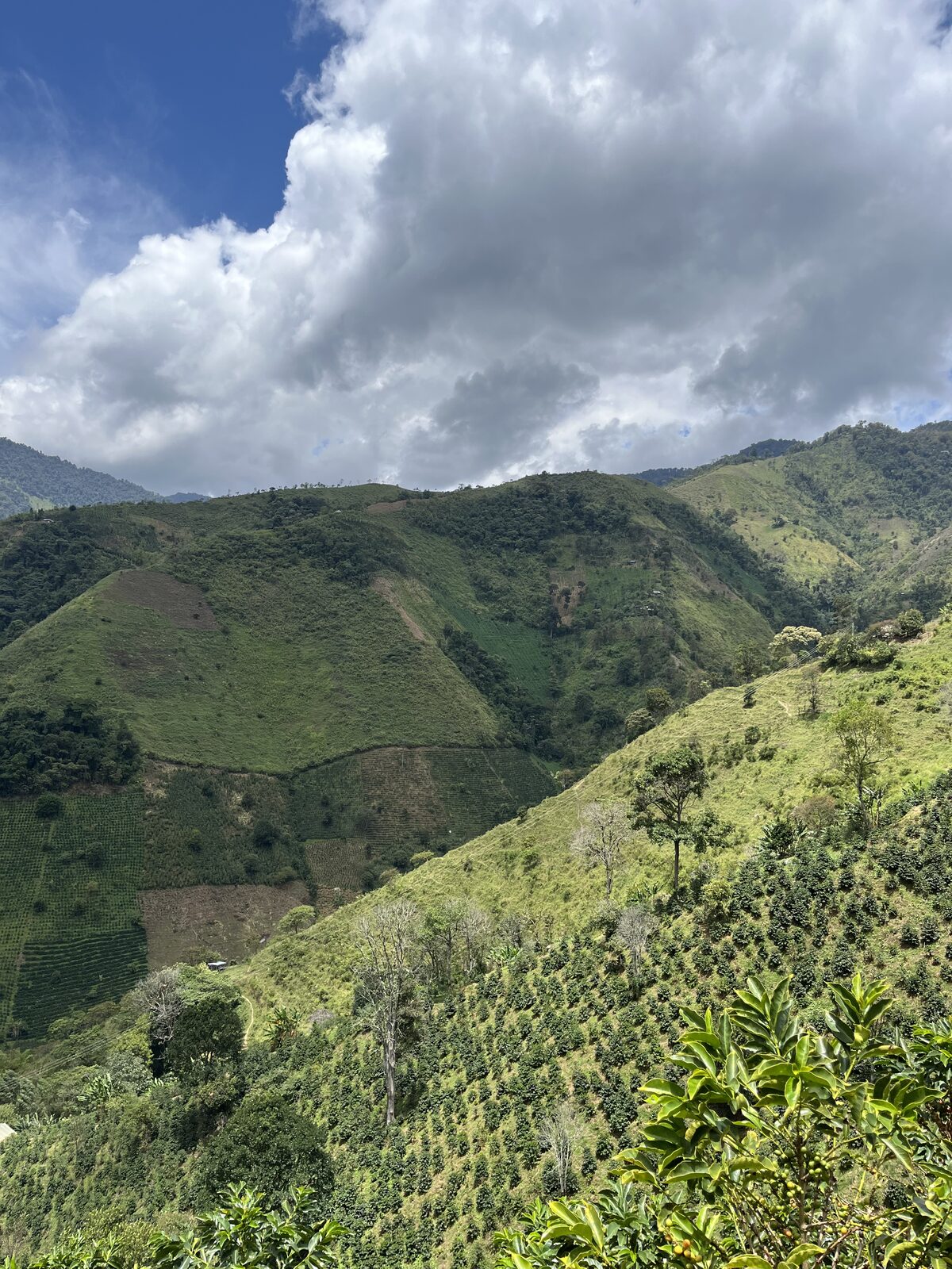 Tolima, Colombia partner farm at altitude